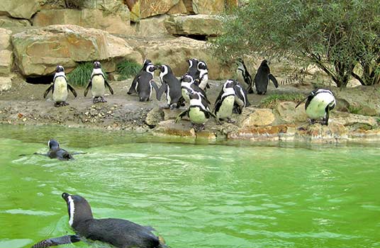 10 Tempat Wisata Kebun Binatang Terbaik yang Ada di Dunia - Berlin Zoological Garden, Jerman