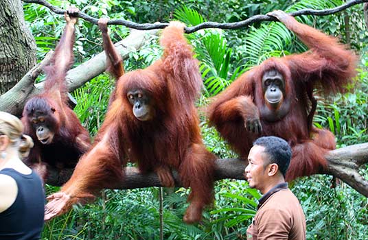 10 Tempat Wisata Kebun Binatang Terbaik yang Ada di Dunia - Singapore Zoo, Singapura